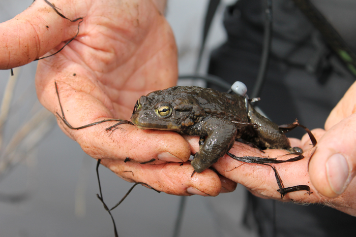 Chasing reptiles: A walk through Kinbasket’s peatlands with Virgil Hawkes