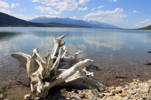 Kinbasket driftwood water lake