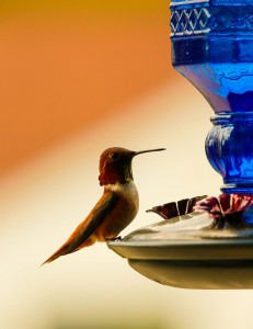 Humming Bird Bob Hoskins