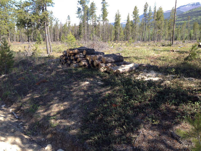 Mistletoe leads to firewood opportunity