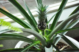pineapple (2)
