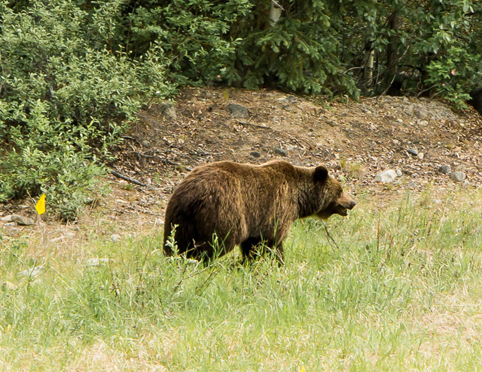 Baer fined for not reporting bear slayings