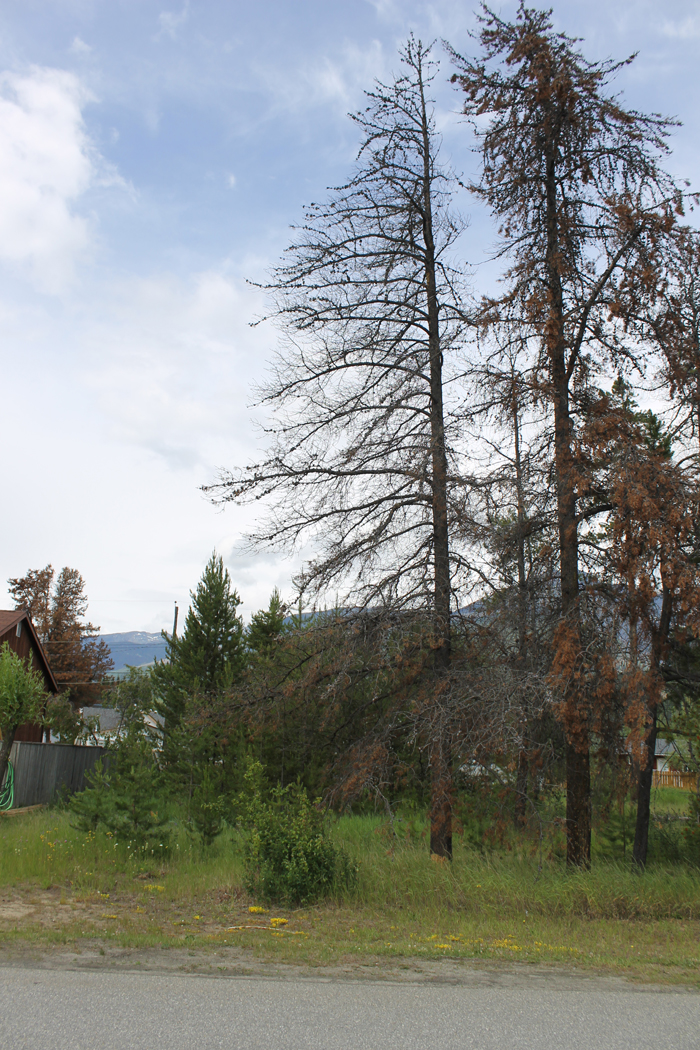 Village bylaws tackle dead pine, open pit