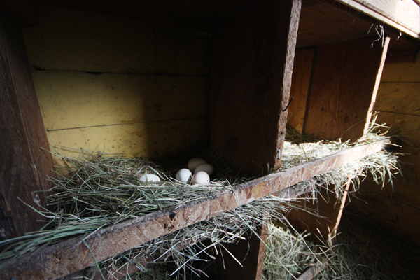 Backyard chickens back on the table in Valemount