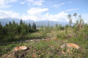 Mt Terry Fox Trail Logging stumps (8)