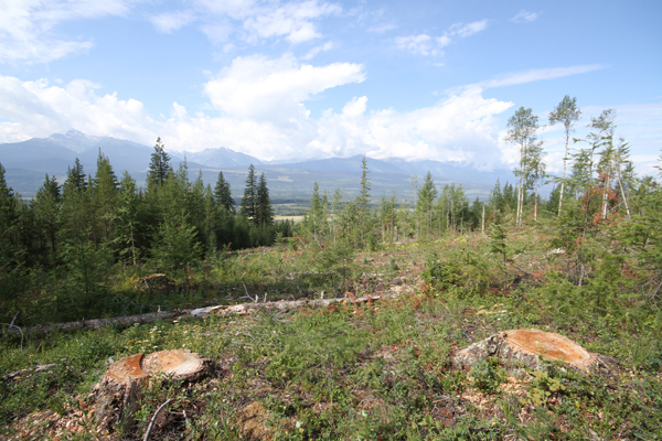 Tsilhqot’in ruling:  Forest conversions on hold; may impact local licenses