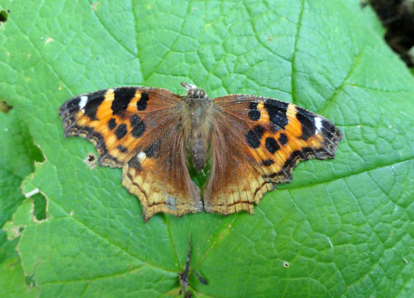 The Butterfly Man on the faux Monarch Butterfly