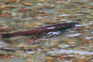 Valemount Swift Creek Chinook salmon 2014 (1)