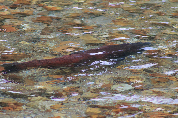 Spawning Chinook arrive in Valemount