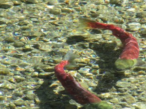 Sockeye Valemount Swift Creek (8)