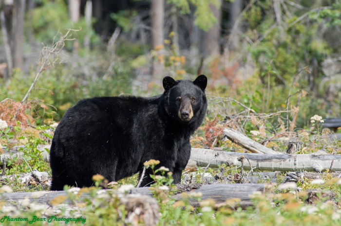 Camper mauled by bear