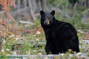 Baybrry meadows bear (2)