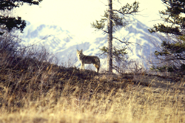 Eye of the Raven: Coyotes – the smarter species?