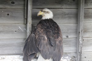 Hedwig rescued eagle McBride