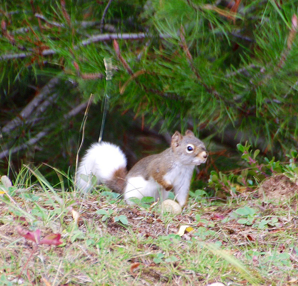 Squirrel with a difference