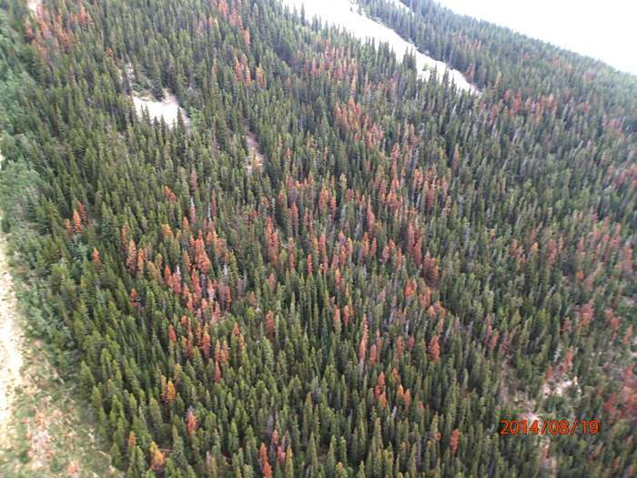 Pine beetle spreading exponentially in Jasper Park