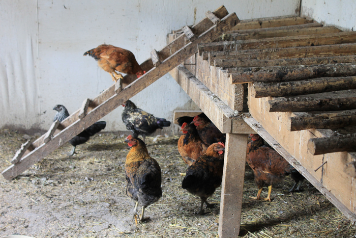 Editorial: Backyard chickens an election issue?