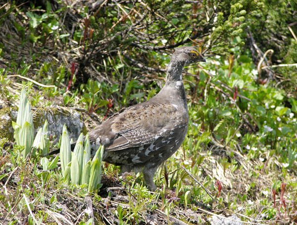 Grouse crashes through local teacher’s window