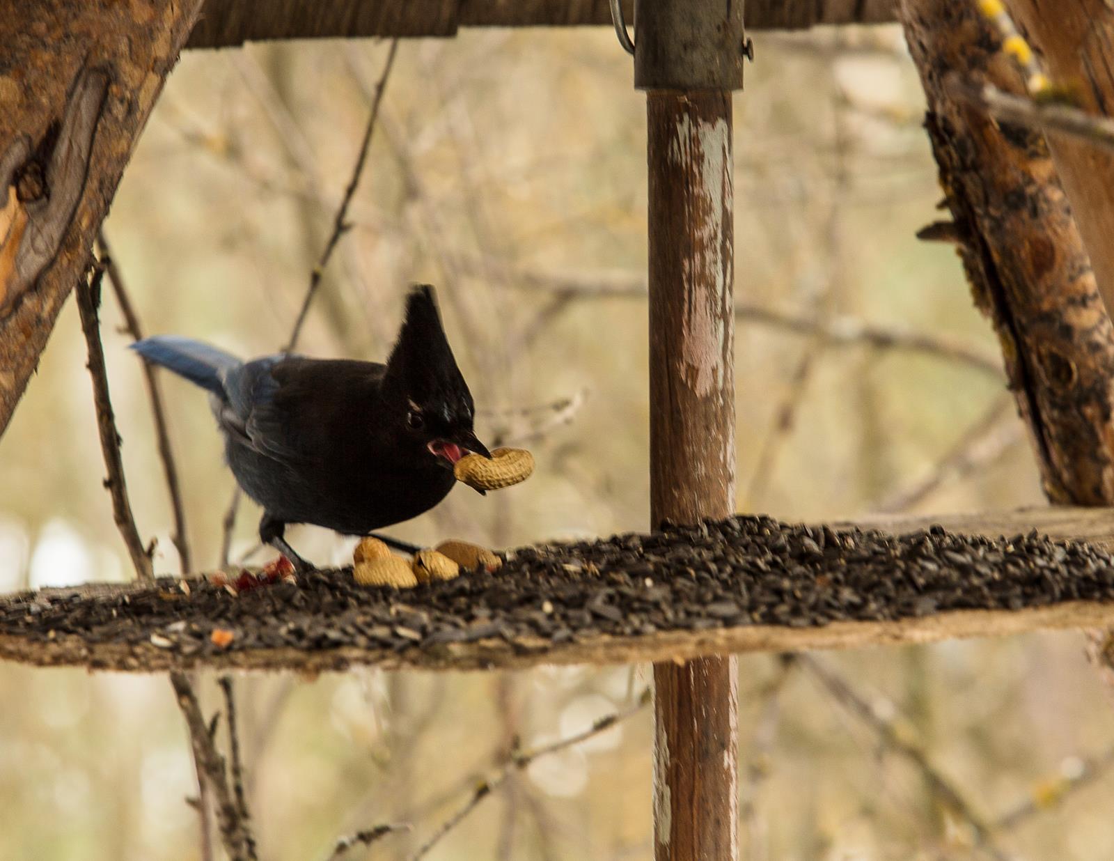 A great jay – even “stellar”