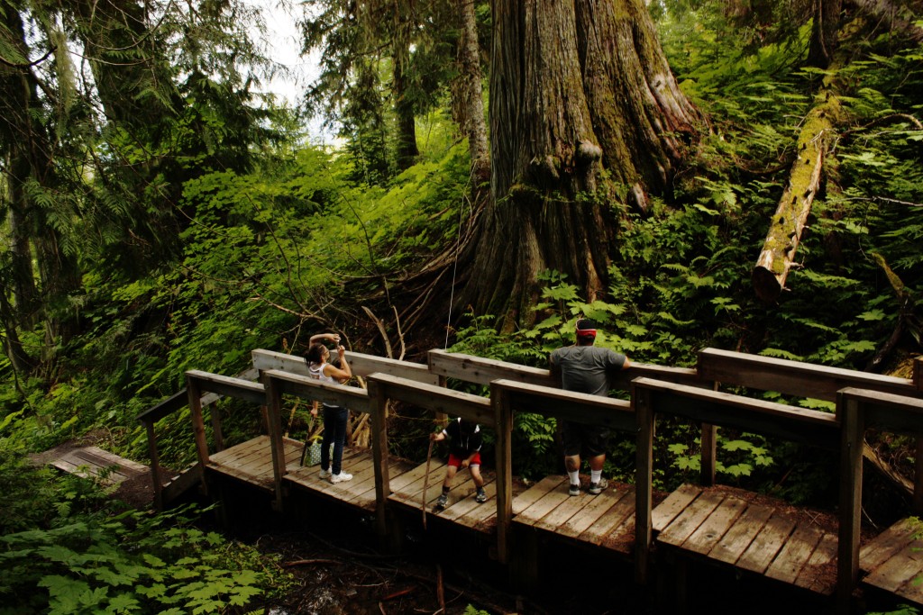 The Ancient Forest boardwalk. Photo by Laura Keil