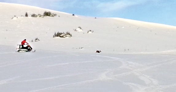 Caribou “management” by snowmobile raises questions