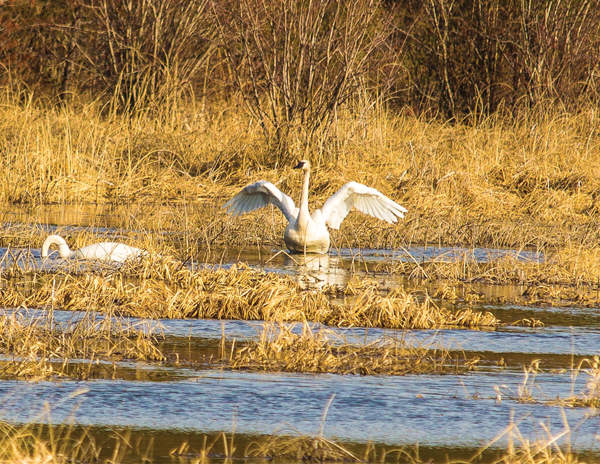 Harbingers of Spring