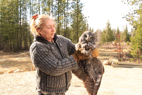 Denise and the injured Great Grey Owl she rescued on her property.