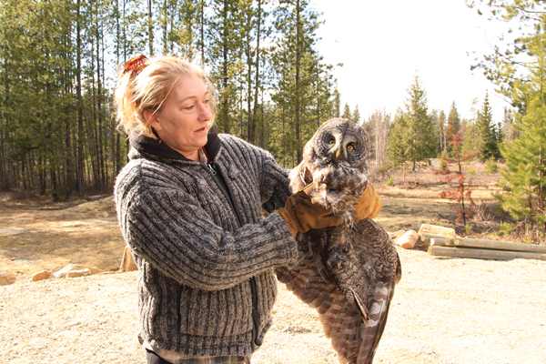 Great Grey Owl one of many injured this year