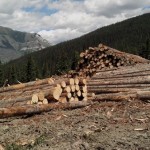 Logging on 5-mile by the community forest