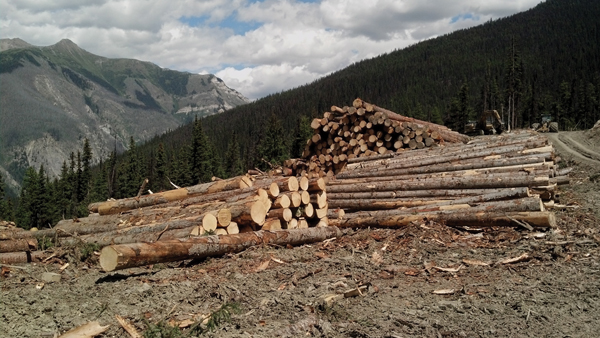 Big crowd at  community forest meeting