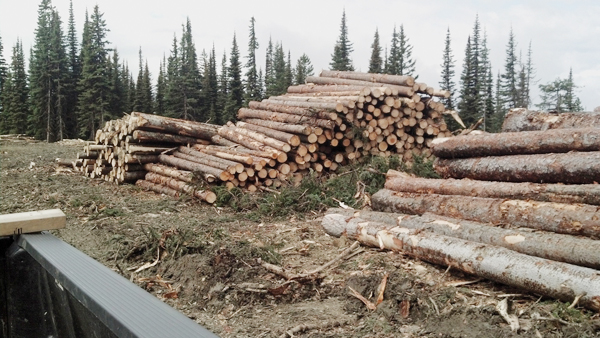 Loggers may have netted big profits under Community Forest rules