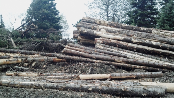 Forestry deal a non-starter says Simpcw Chief