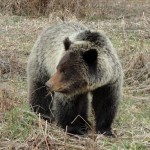 RMG file photo Grizzly bear