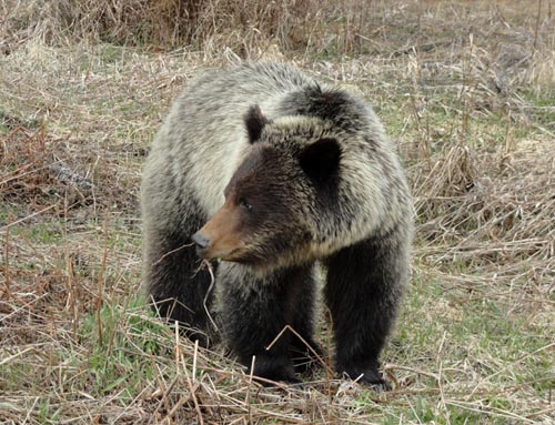 Eye of the Raven : scare bear