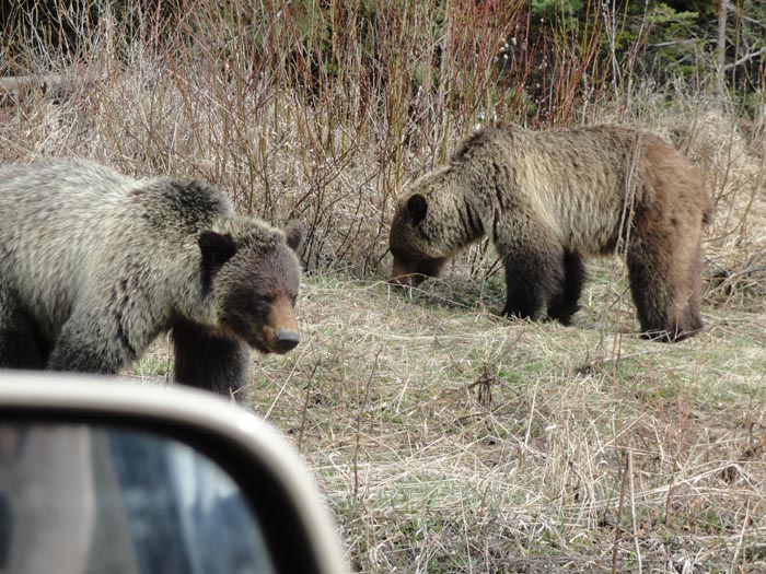 RCMP remind public of bear protocol