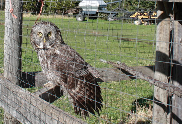 Great Grey Owls turning up in surprising numbers