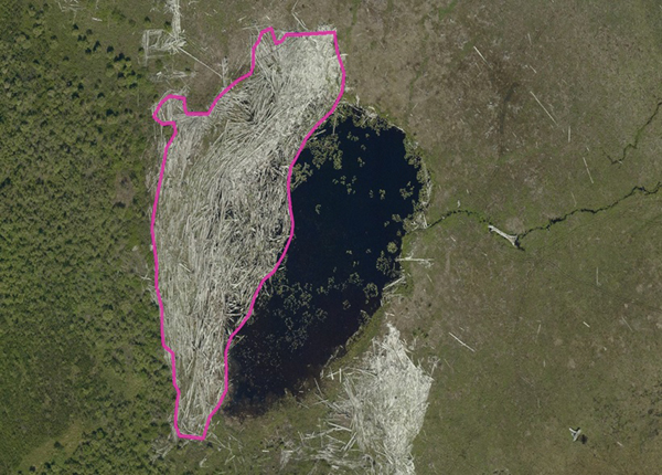 Pond 12 Kinbasket Lake Reservoir Debris