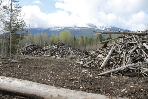 debris kinbasket dead wood (1)
