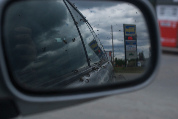 Bee swarm at gas station + Videos!