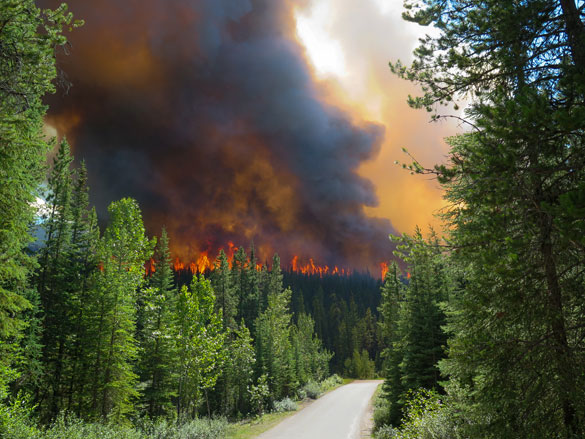 Wildfire risk reduction work continues in Jasper National Park