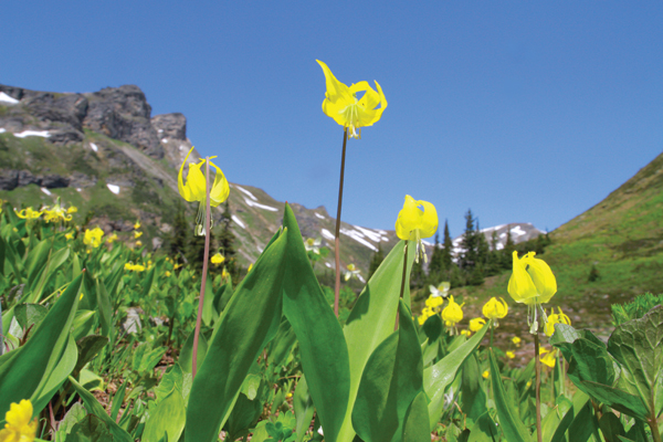 Lily Meadows and Horse Creek Trail has great pay-off