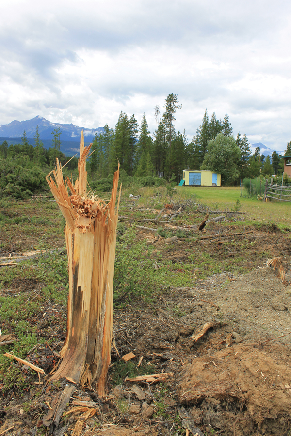 Mixed reactions on logging of town “forest”