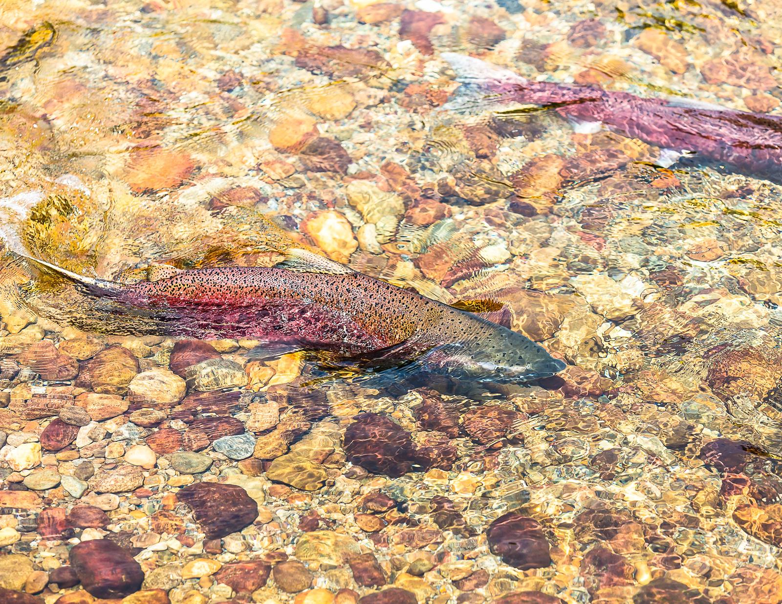 Spawning salmon arrive in Valemount