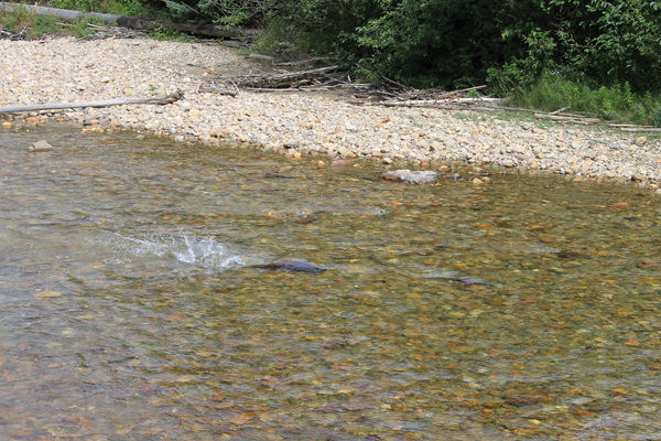 Valemount Swift Creek salmon (1)