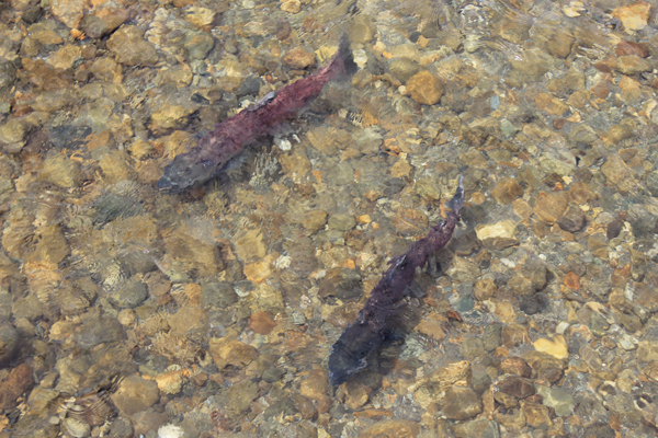 Valemount Swift Creek salmon (3)