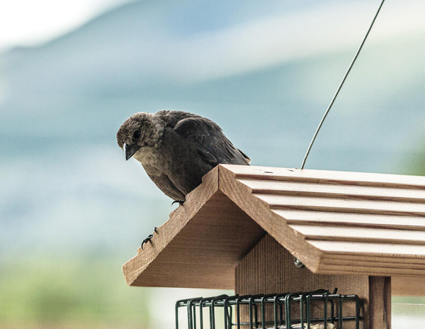 Cowbirds: no child of mine