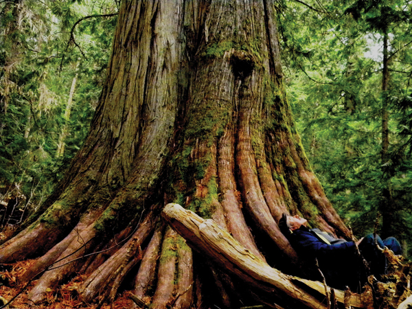 Ancient Forest Dome Creek BC
