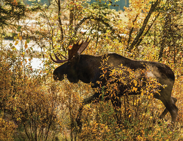 Photogenic moose