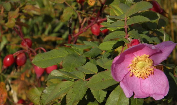 The wild rose: a backyard treasure