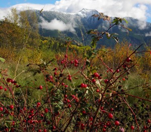 wild rose hips Beaver Mtn MMarcu photo